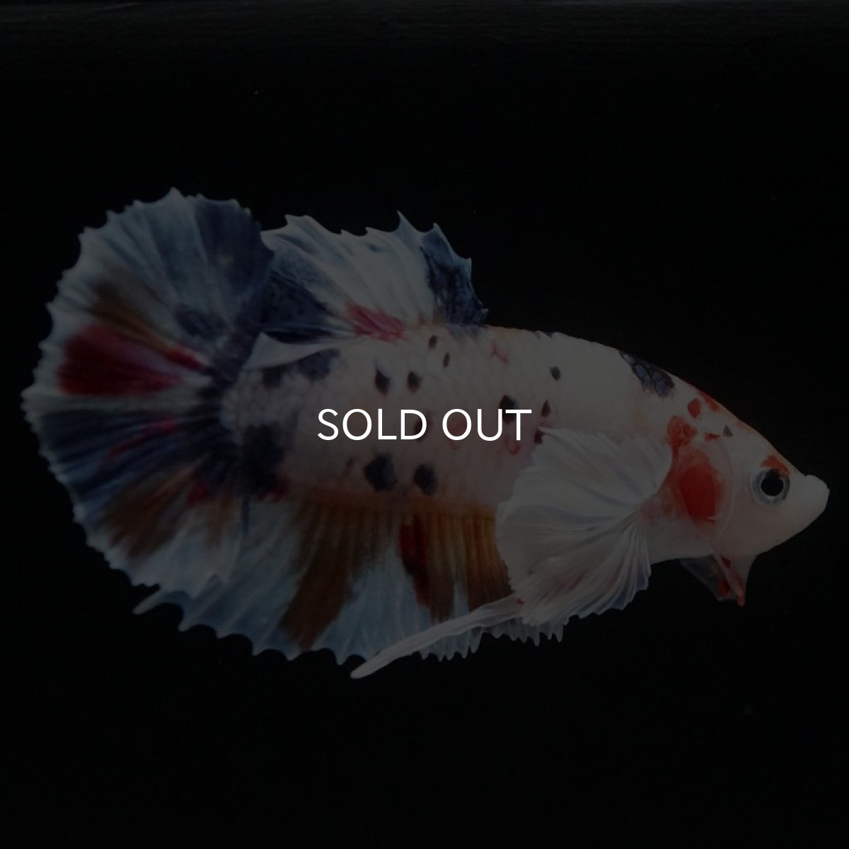 画像2: HMPK キャンディダンボ (2)