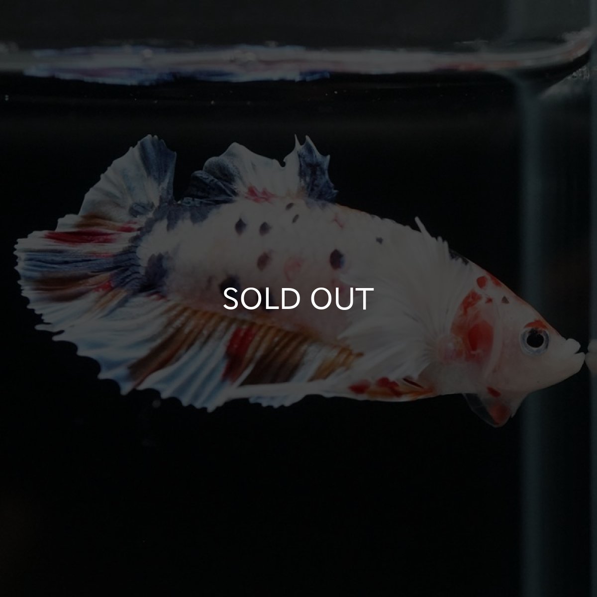 画像8: HMPK キャンディダンボ (8)