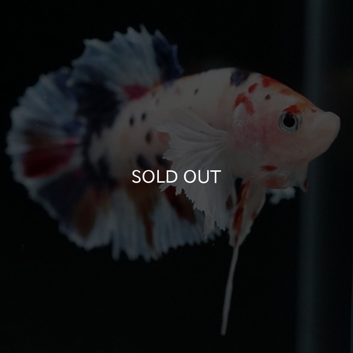 画像6: HMPK キャンディダンボ (6)