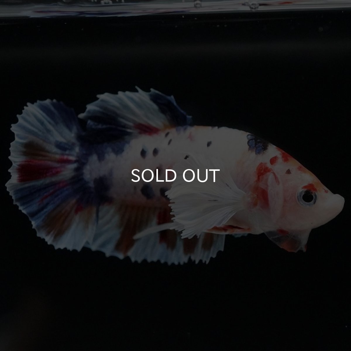 画像4: HMPK キャンディダンボ (4)