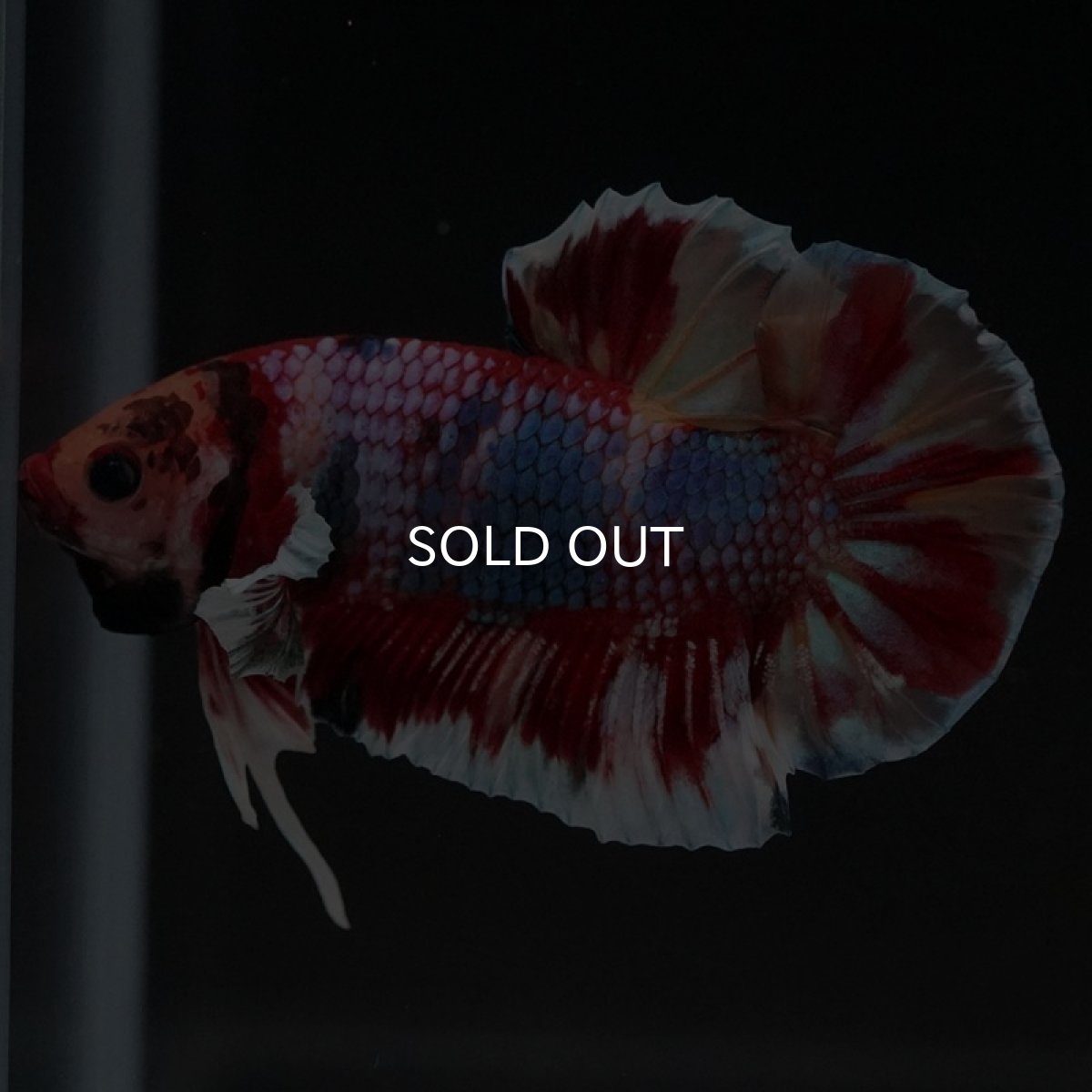 画像7: HMPK キャンディ (7)