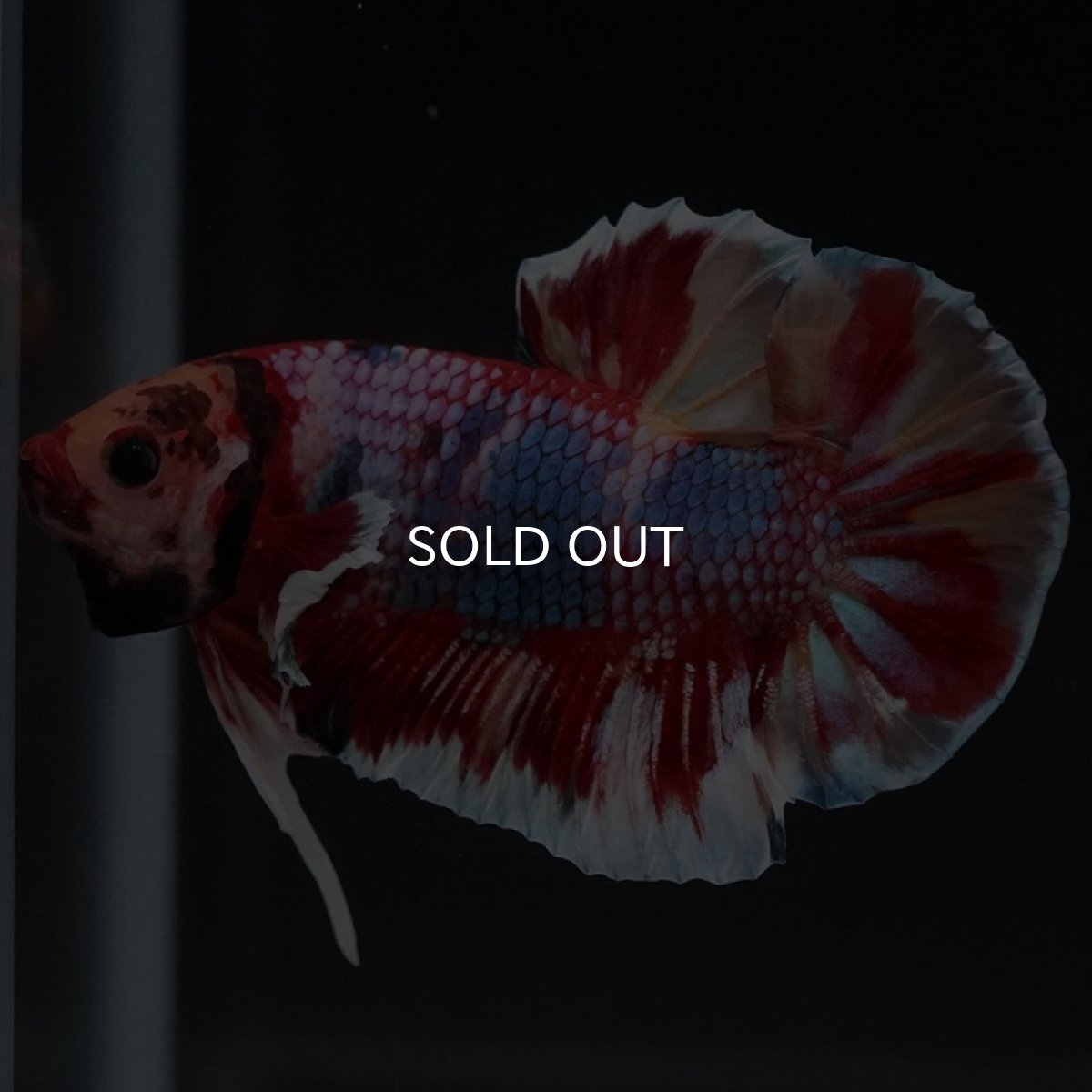 画像6: HMPK キャンディ (6)