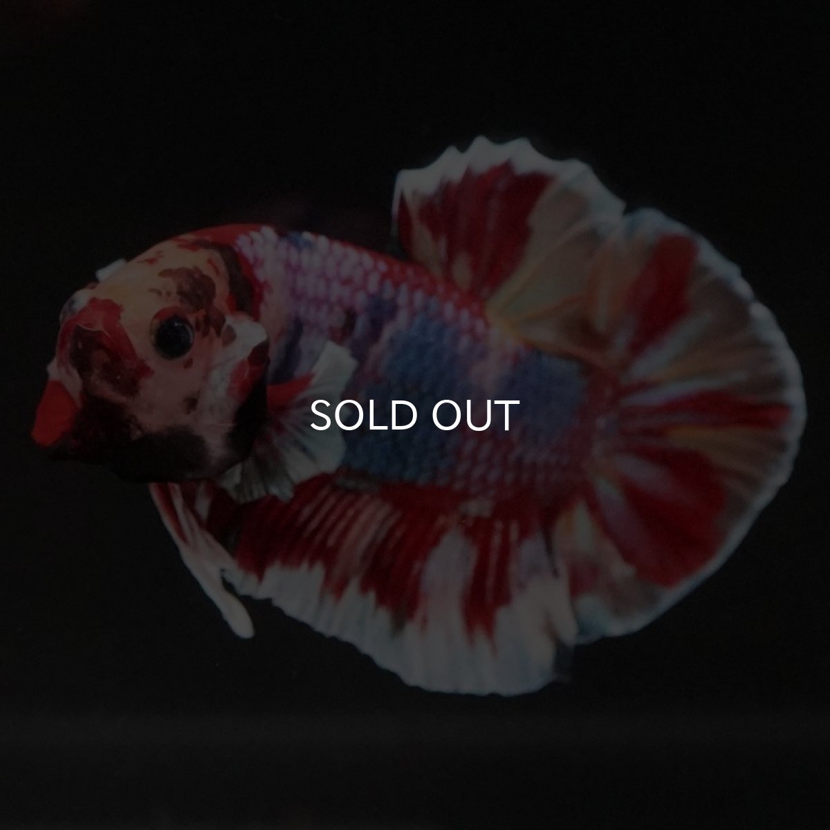 画像2: HMPK キャンディ (2)