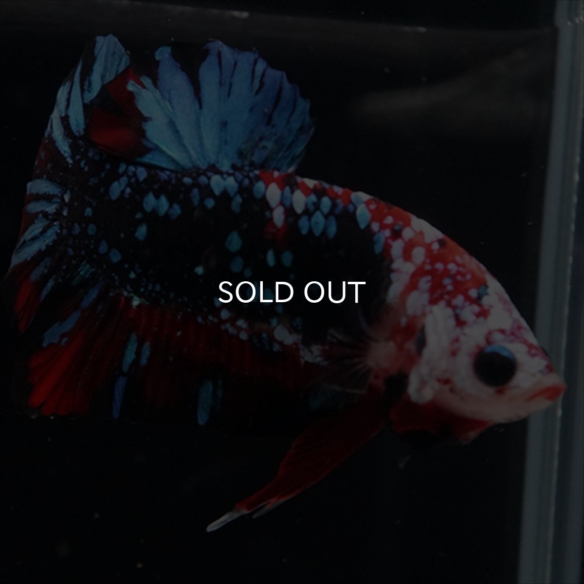 画像8: HMPK レッドギャラクシー (8)