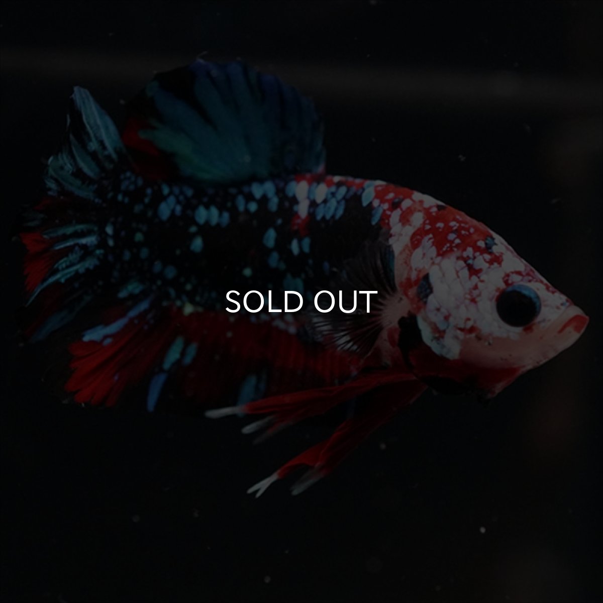 画像7: HMPK レッドギャラクシー (7)