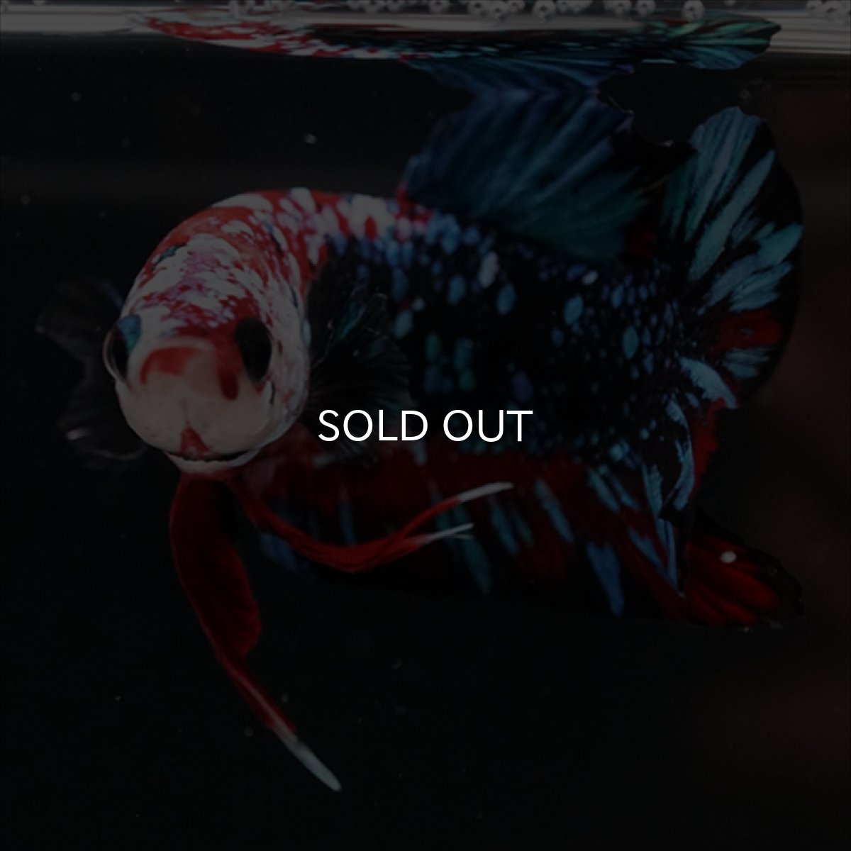 画像6: HMPK レッドギャラクシー (6)