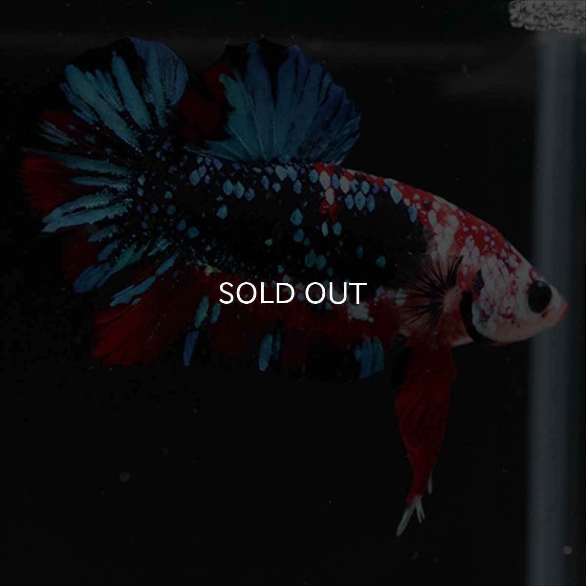 画像5: HMPK レッドギャラクシー (5)