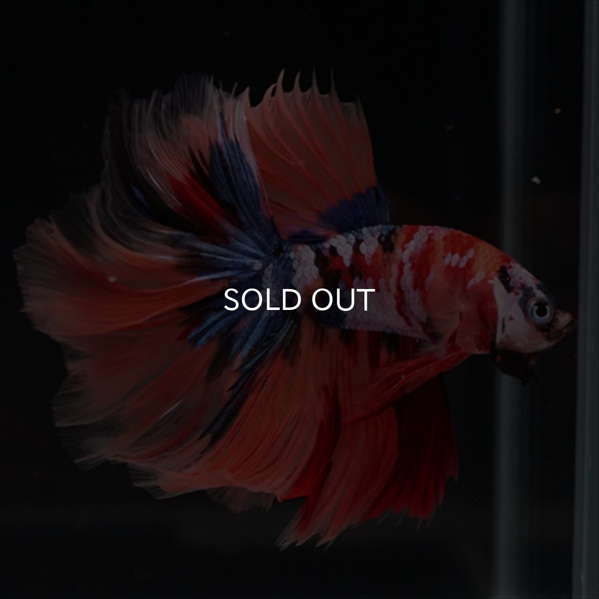 画像3: HM キャンディギャラクシーローズテール (3)