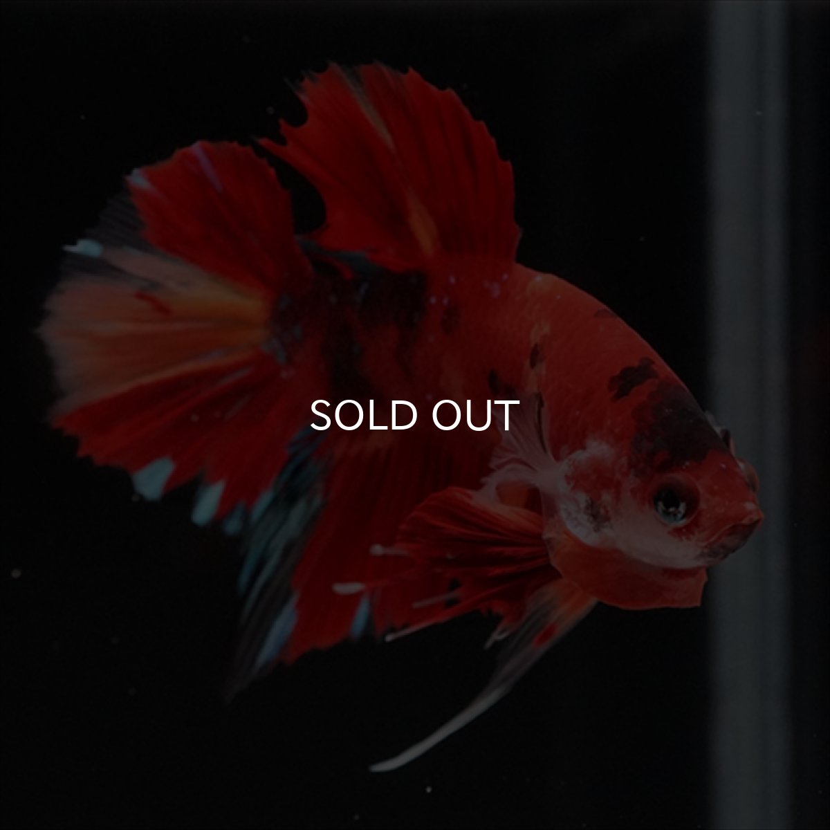 画像3: HMPK ニモキャンディ (3)