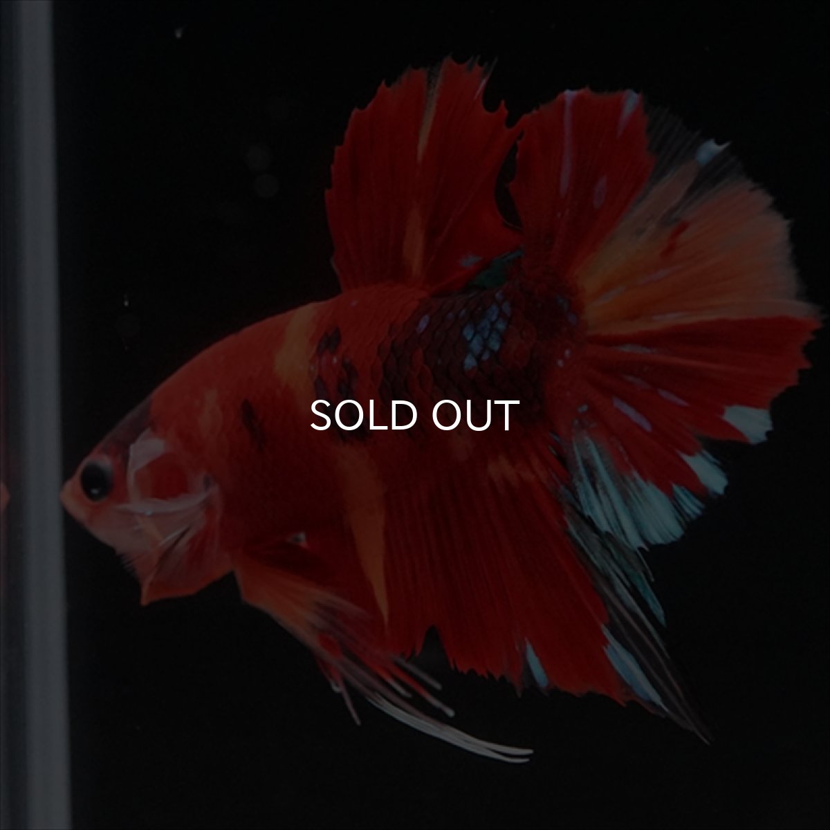 画像2: HMPK ニモキャンディ (2)