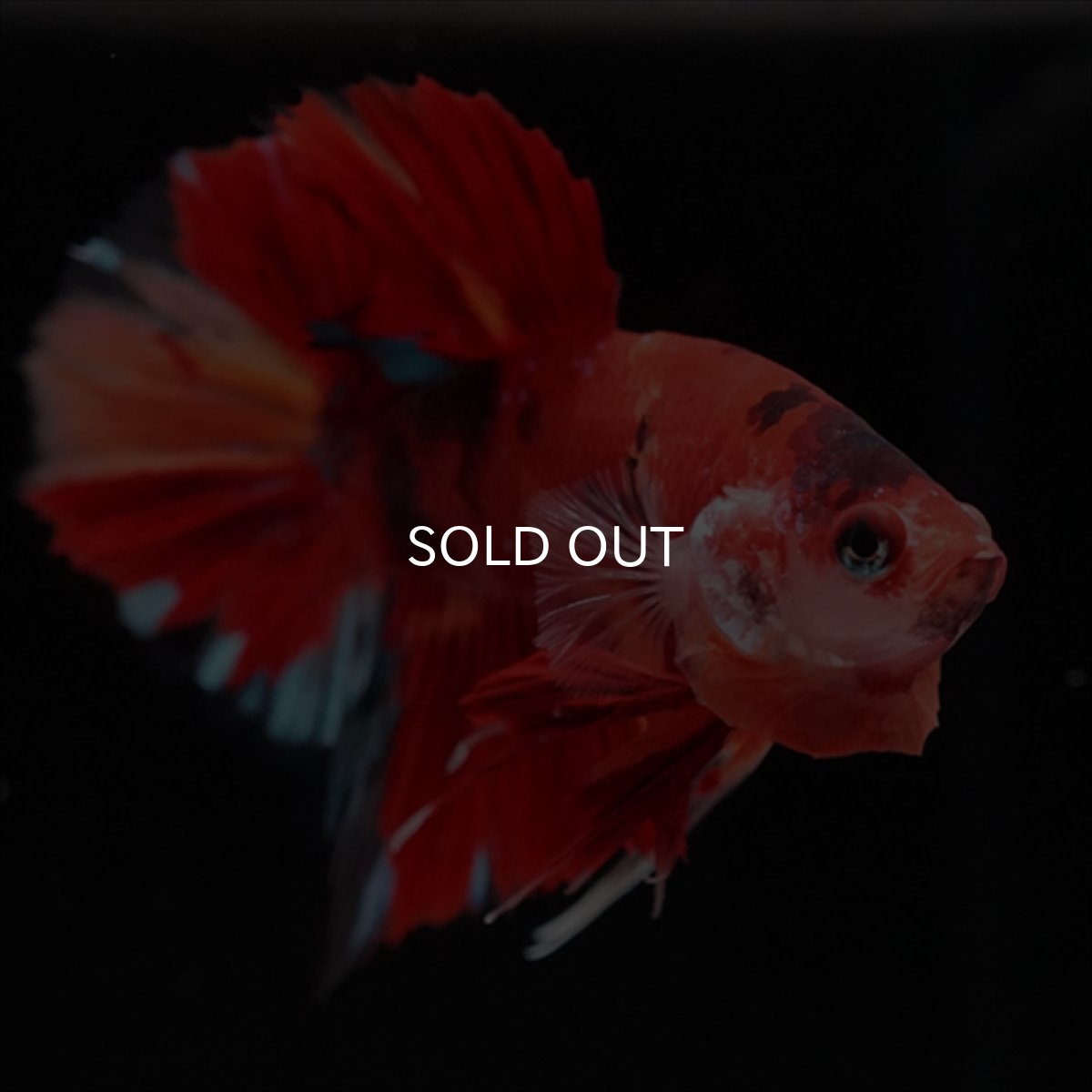 画像4: HMPK ニモキャンディ (4)