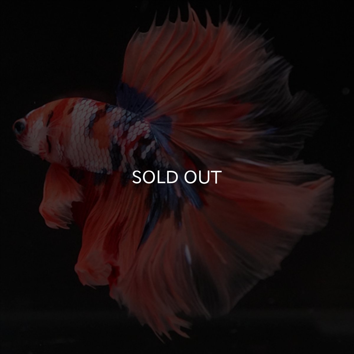 画像4: HM キャンディギャラクシーローズテール (4)