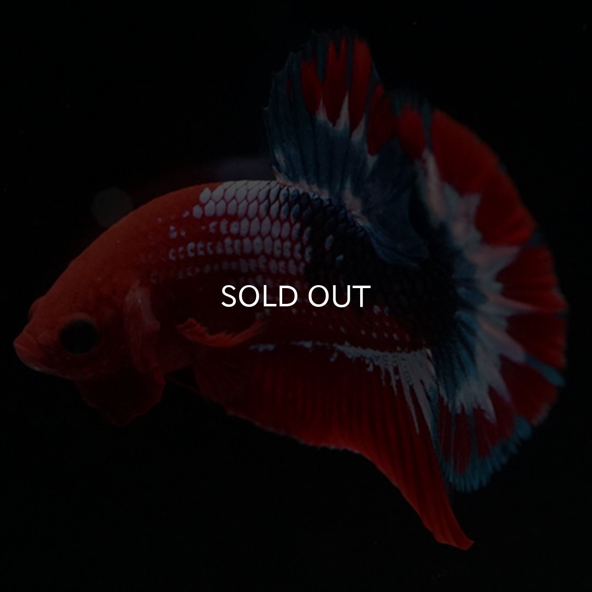 画像7: HMPK ヘルボーイ (7)