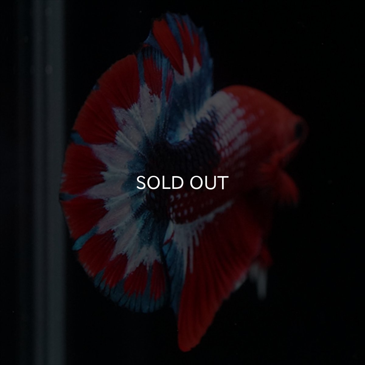 画像6: HMPK ヘルボーイ (6)