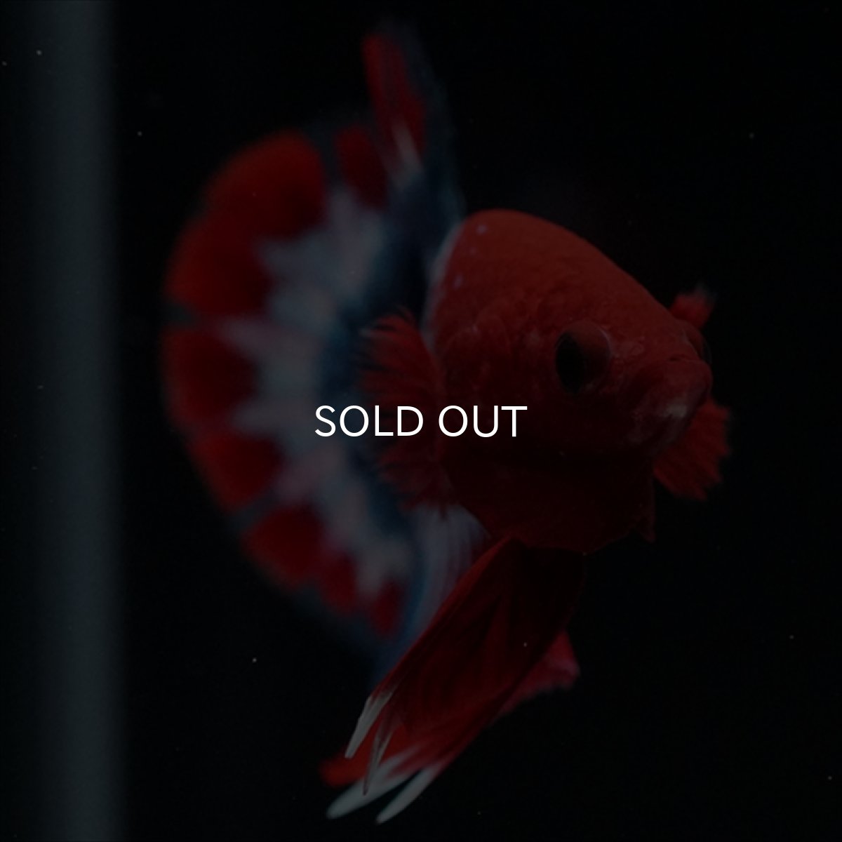 画像5: HMPK ヘルボーイ (5)