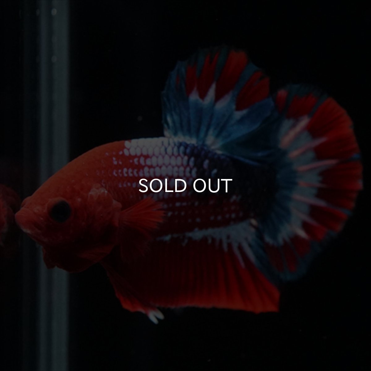 画像4: HMPK ヘルボーイ (4)