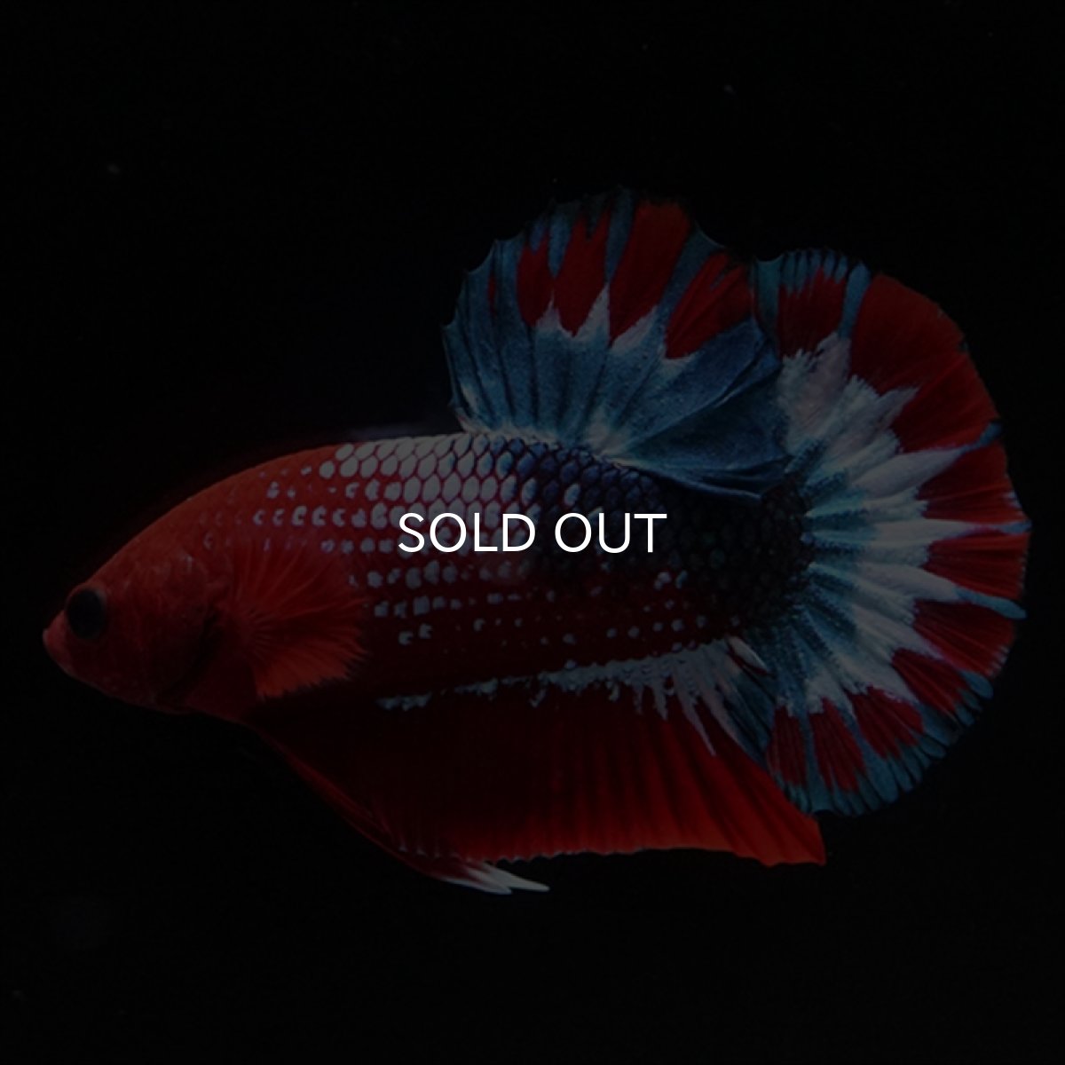 画像3: HMPK ヘルボーイ (3)