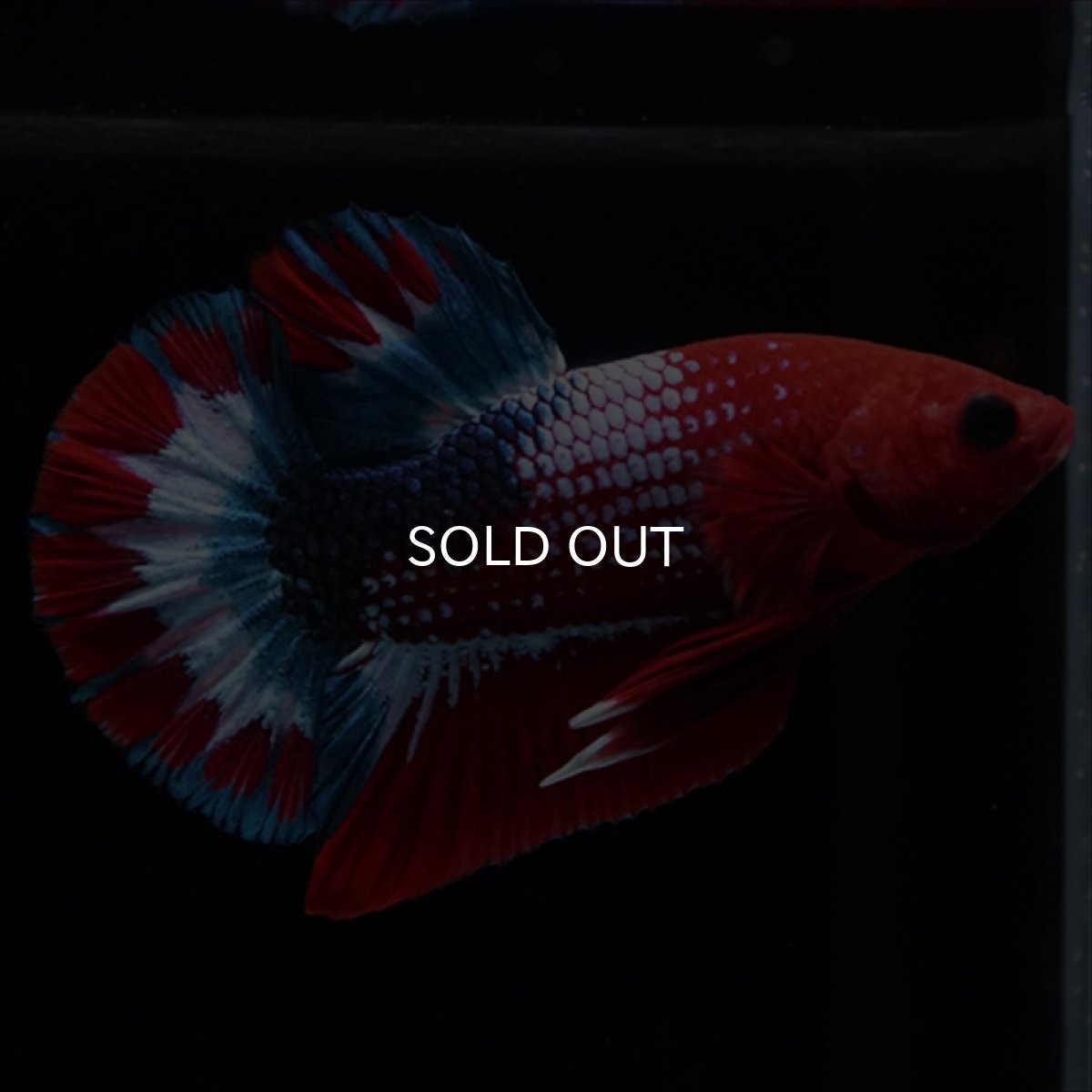 画像2: HMPK ヘルボーイ (2)