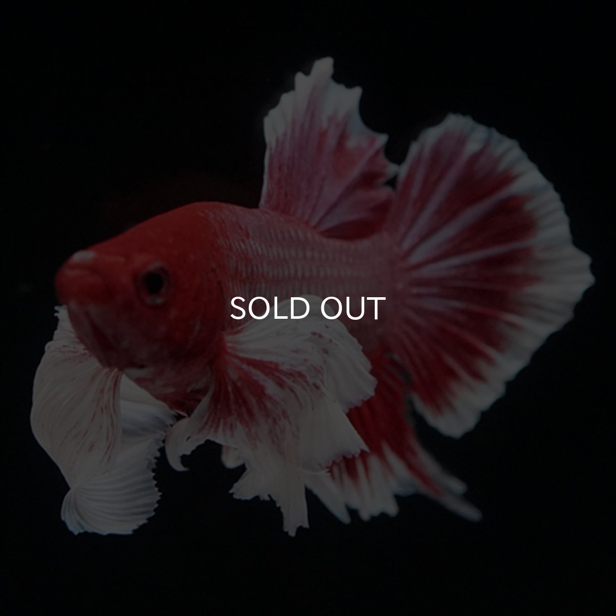 画像3: HMPK ラベンダーダンボ ヒレ欠け (3)