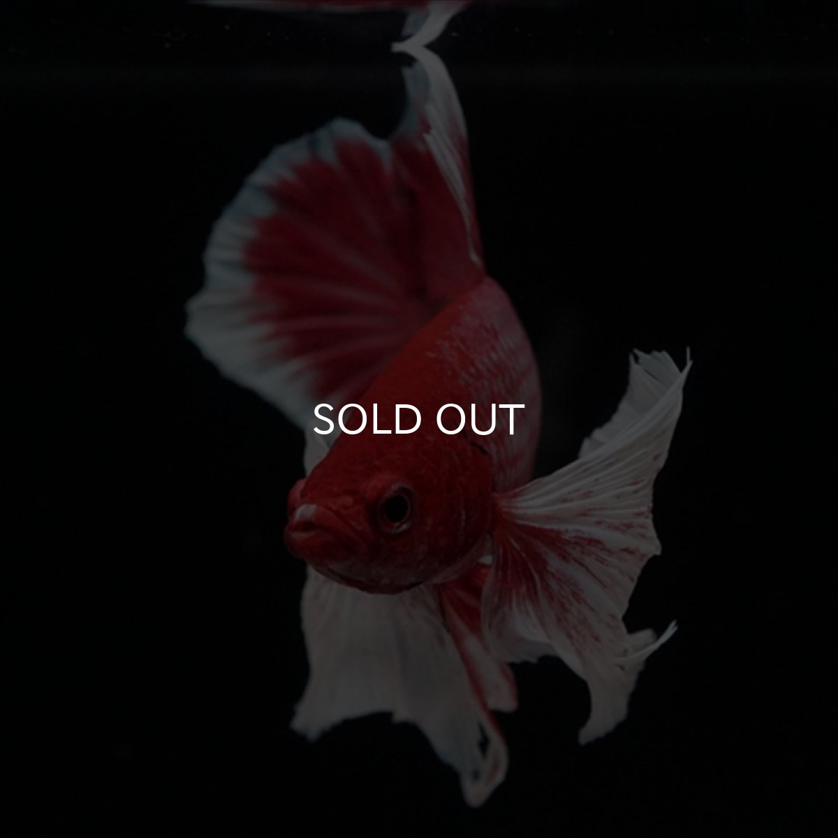 画像4: HMPK ラベンダーダンボ ヒレ欠け (4)