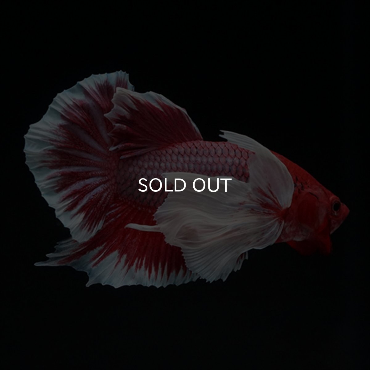 画像7: HMPK ラベンダーダンボ ヒレ欠け (7)