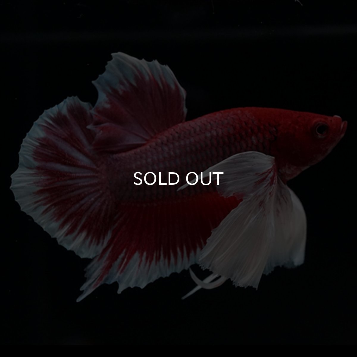 画像2: HMPK ラベンダーダンボ ヒレ欠け (2)