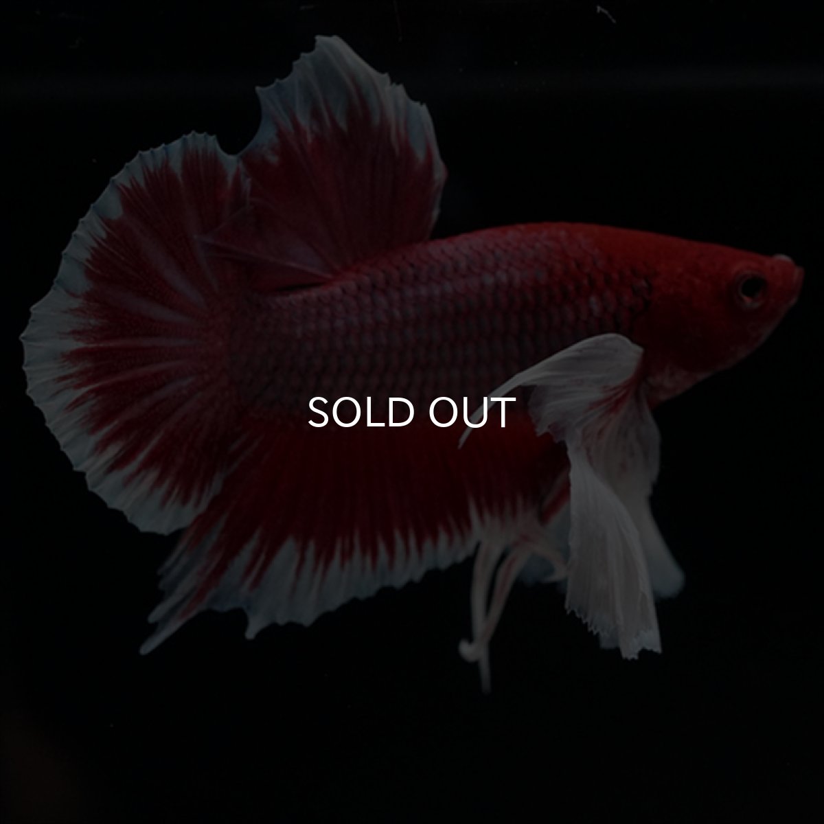 画像6: HMPK ラベンダーダンボ ヒレ欠け (6)