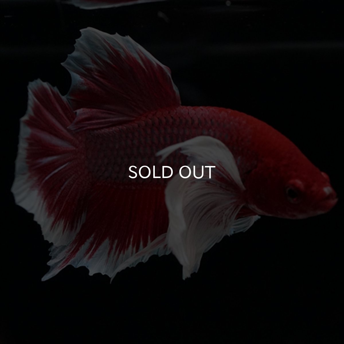 画像5: HMPK ラベンダーダンボ ヒレ欠け (5)