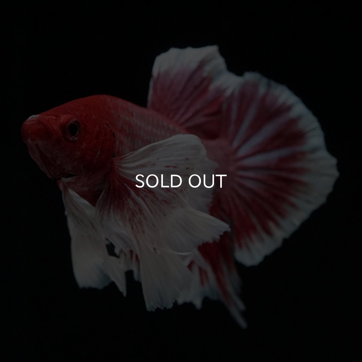 画像8: HMPK ラベンダーダンボ ヒレ欠け (8)