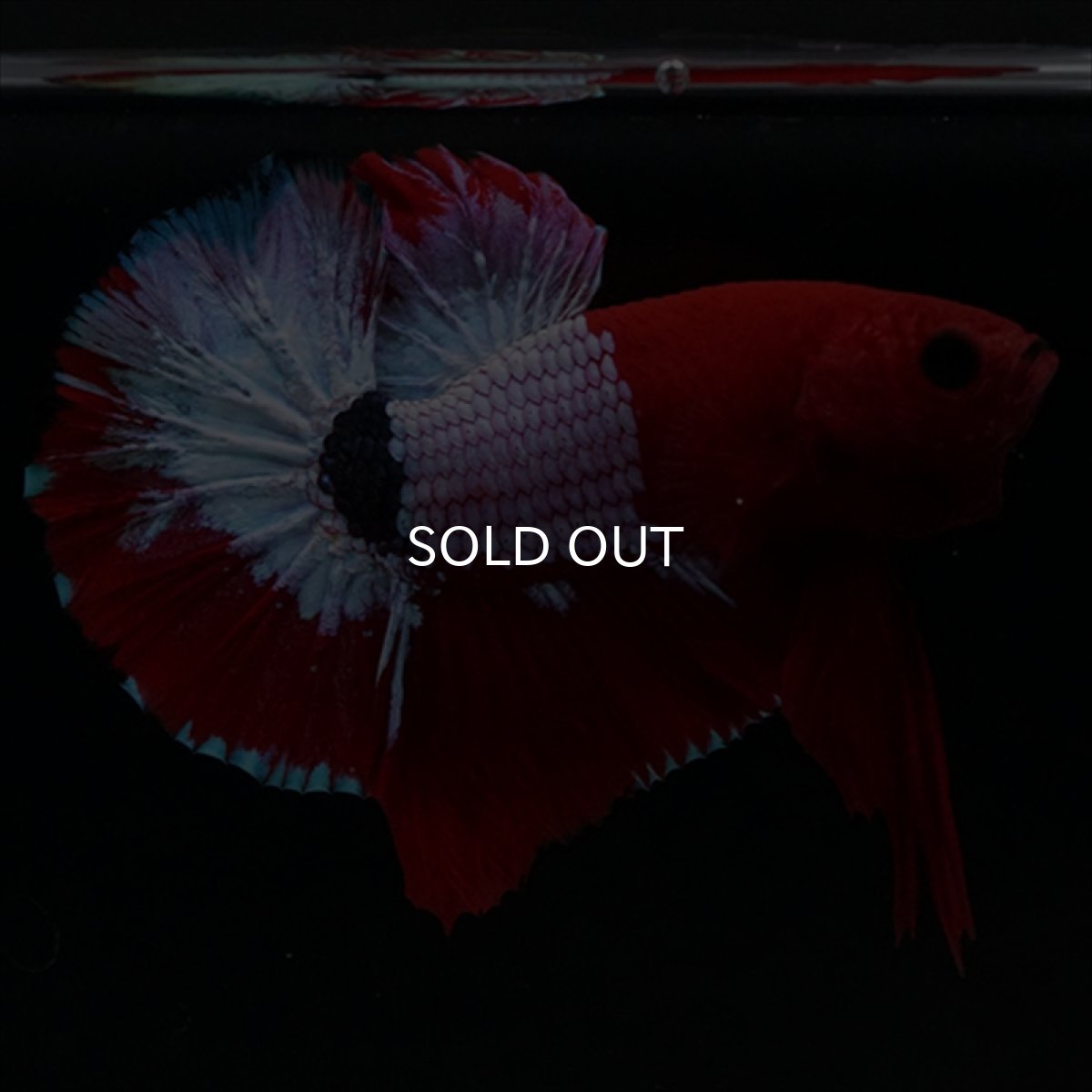 画像7: HMPK ヘルボーイ (7)