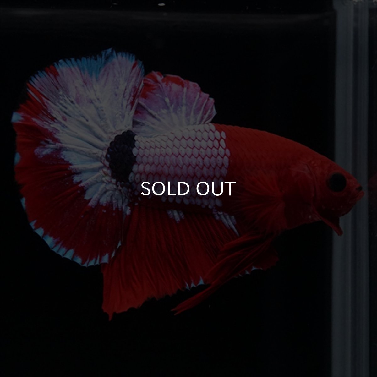 画像8: HMPK ヘルボーイ (8)