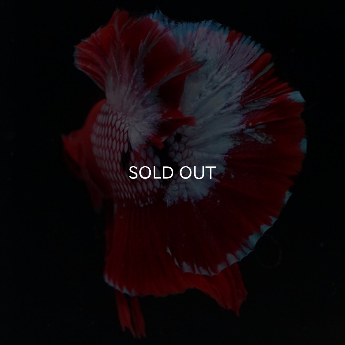 画像2: HMPK ヘルボーイ (2)