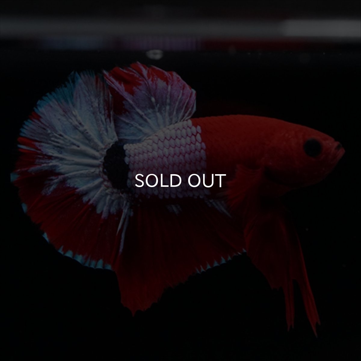 画像5: HMPK ヘルボーイ (5)