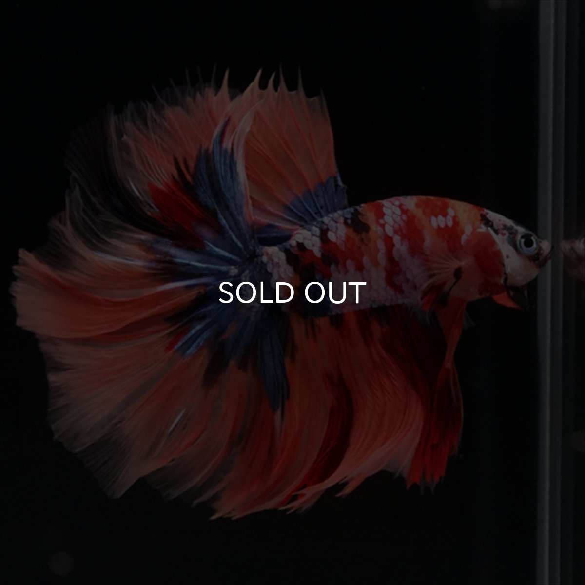 画像2: HM キャンディギャラクシーローズテール (2)