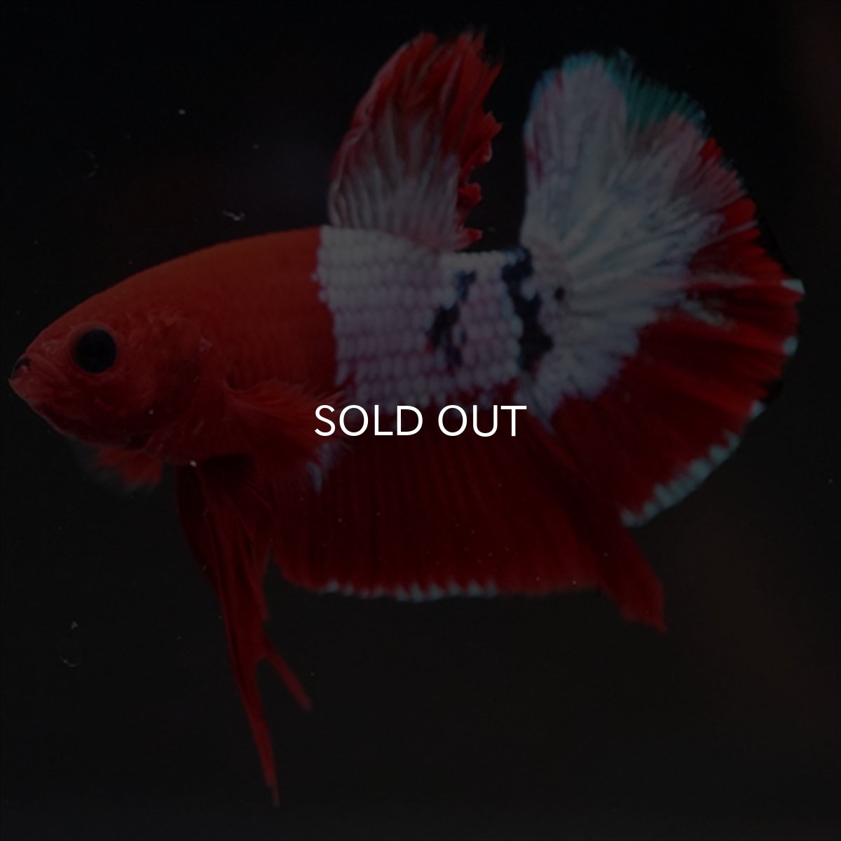 画像4: HMPK ヘルボーイ (4)