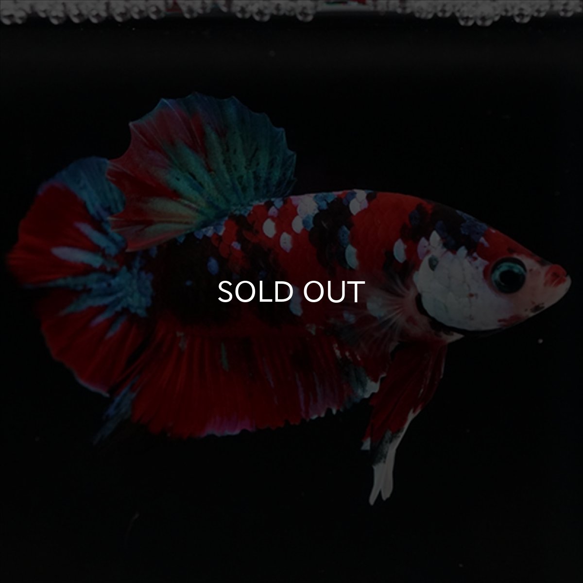 画像2: HMPK 鯉ギャラクシー (2)