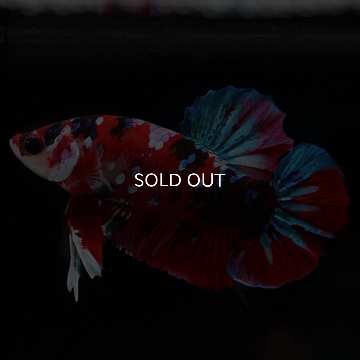 画像4: HMPK 鯉ギャラクシー (4)