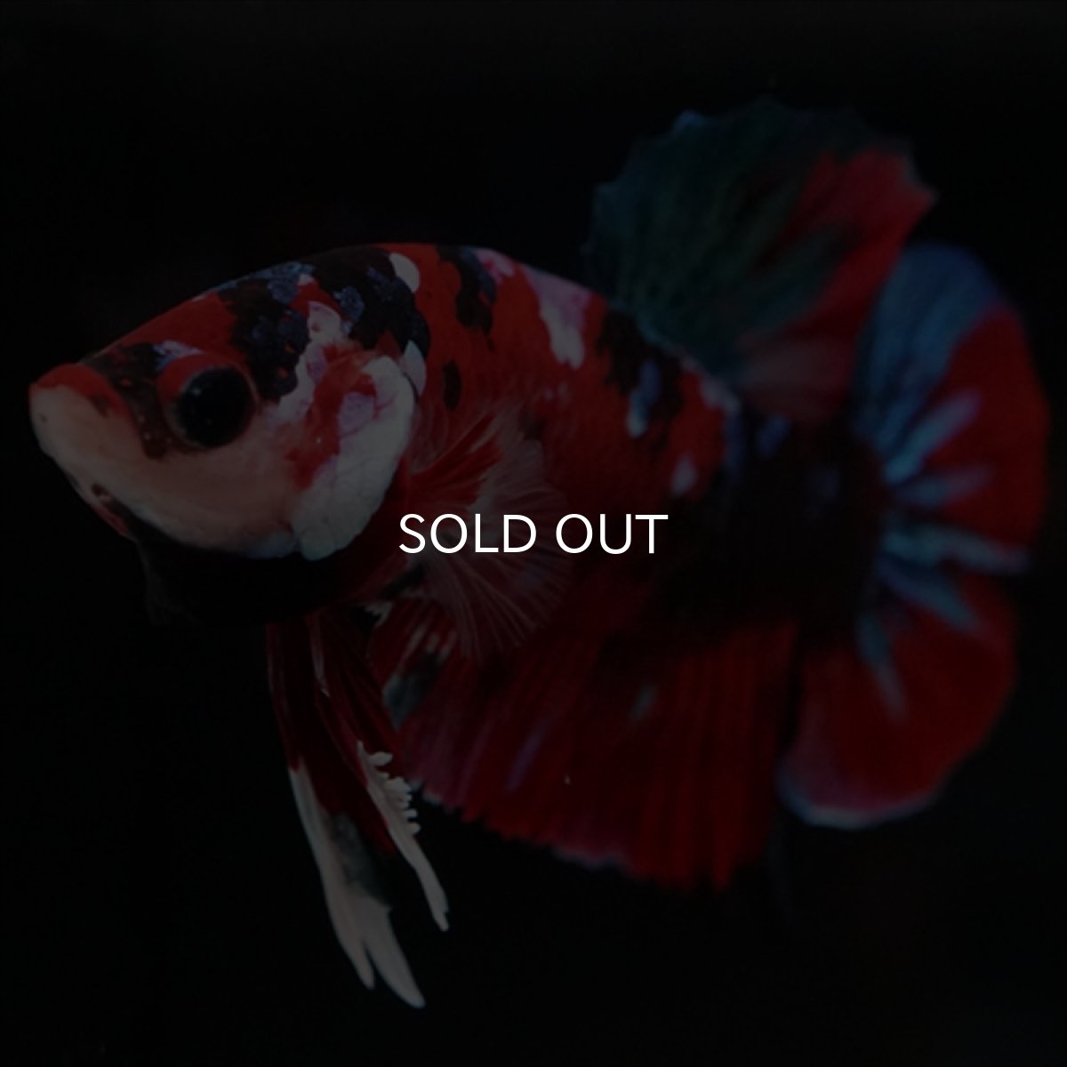 画像3: HMPK 鯉ギャラクシー (3)