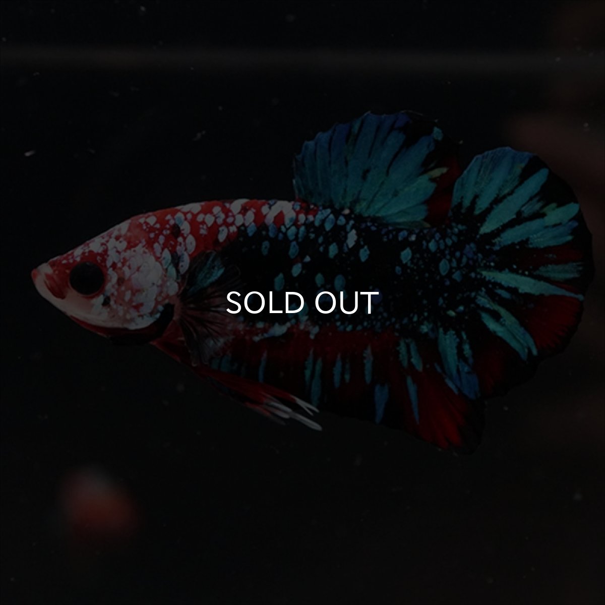 画像4: HMPK レッドギャラクシー (4)