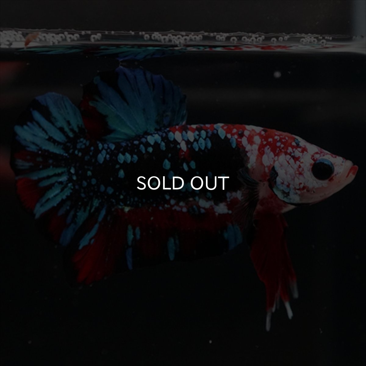 画像2: HMPK レッドギャラクシー (2)