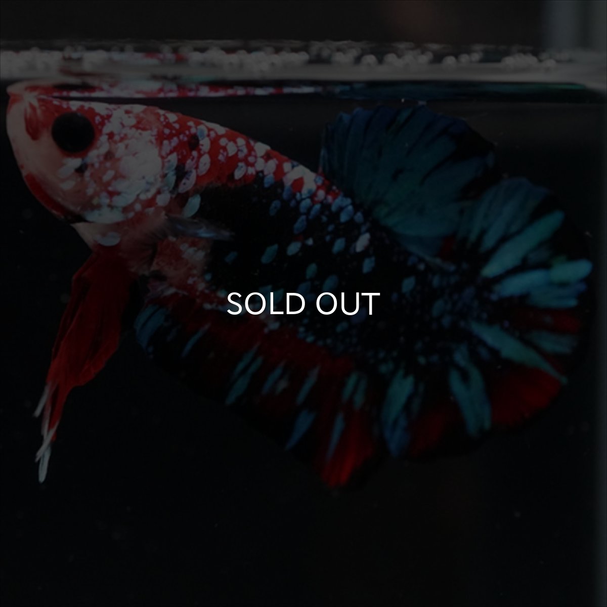 画像3: HMPK レッドギャラクシー (3)