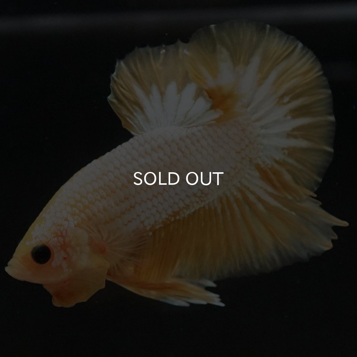 画像10: HMPK イエローファンシー (10)