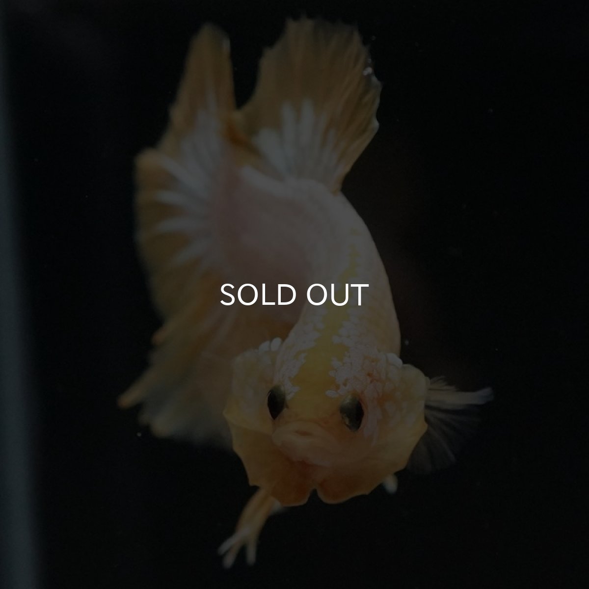 画像3: HMPK イエローファンシー (3)