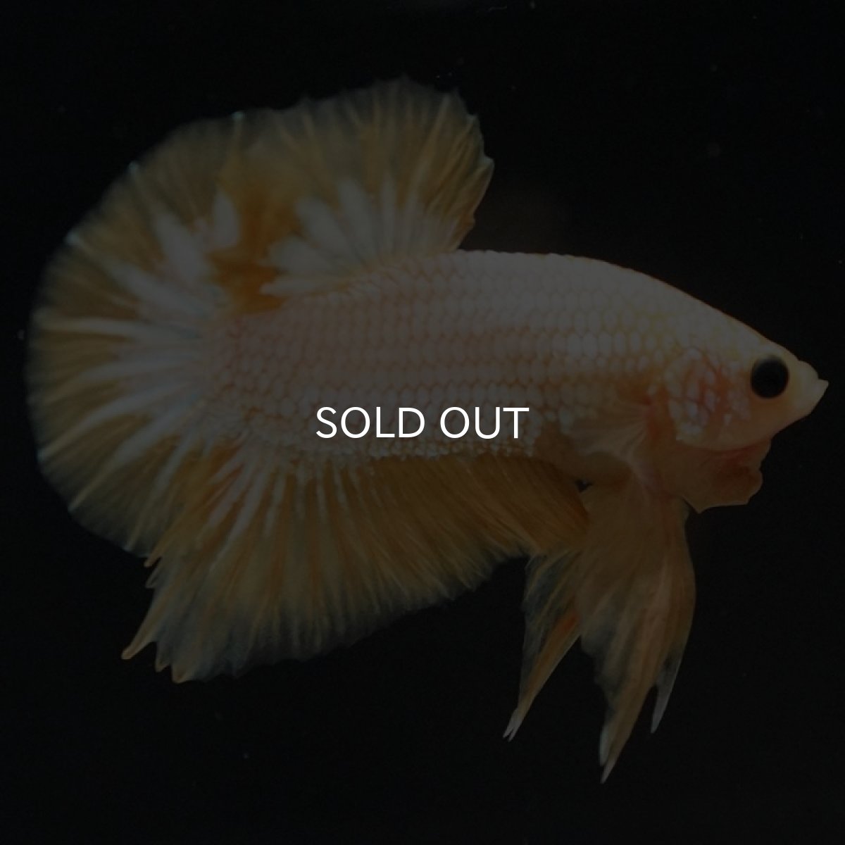 画像11: HMPK イエローファンシー (11)