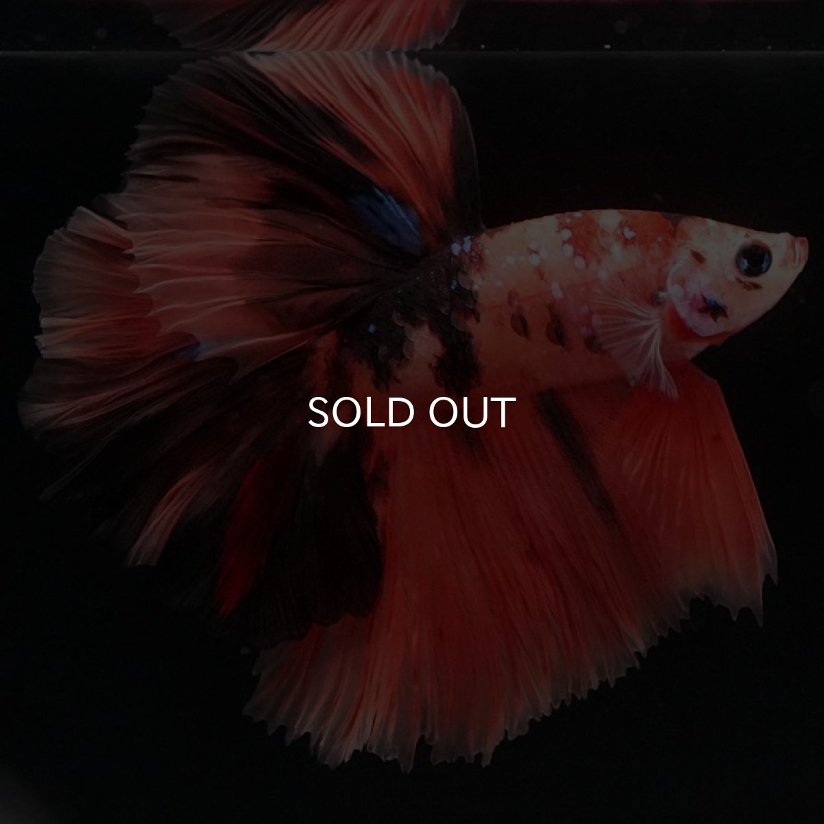 画像9: HM　キャンディ (9)