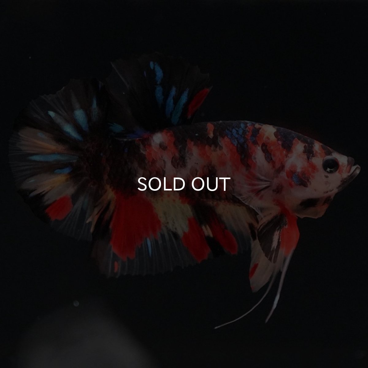 画像6: HMPK　キャンディ (6)