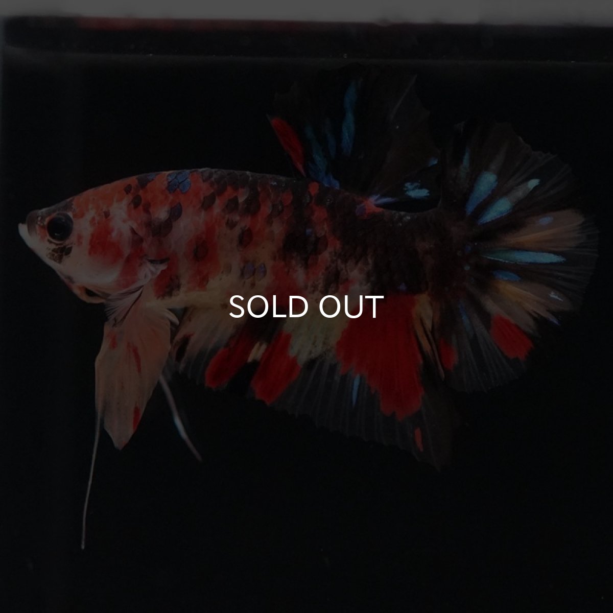 画像8: HMPK　キャンディ (8)