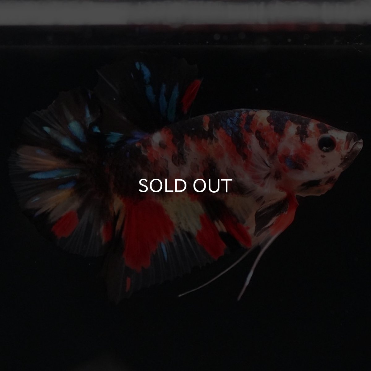 画像4: HMPK　キャンディ (4)