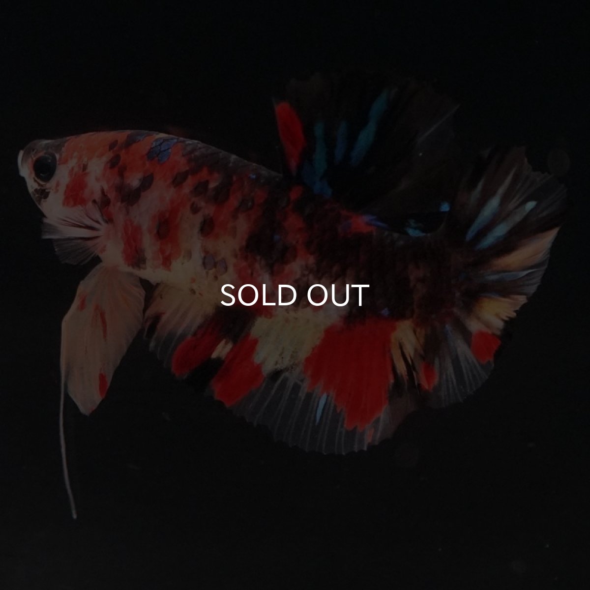 画像7: HMPK　キャンディ (7)