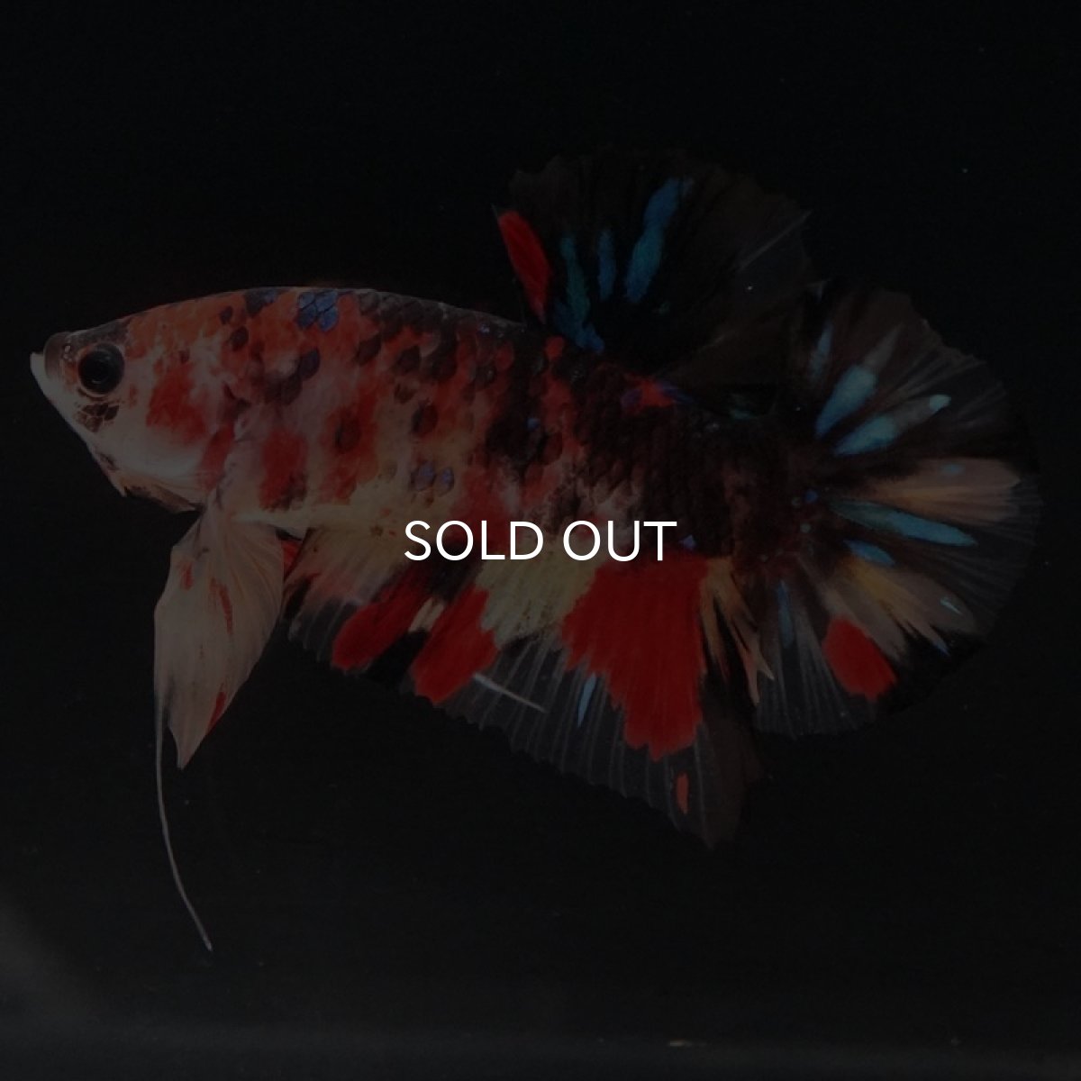 画像5: HMPK　キャンディ (5)